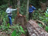 Đắk Nông: Yêu cầu nâng mức kỷ luật với các cán bộ kiểm lâm để mất rừng