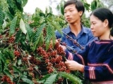 Cà phê Việt Nam hướng đến kim ngạch xuất khẩu 6 tỉ USD