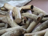 Tạm giữ 47kg ngà voi châu Phi chuyển từ Đức về Việt Nam