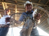 'Thắng đậm' nhờ nuôi ếch khổng lồ ở Thái Bình