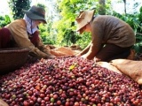 Giá cà phê lao dốc, nông dân găm hàng, doanh nghiệp khó thu mua