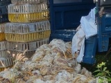 Bình Phước: Bắt giữ xe tải chở gần 400 con gà chết