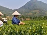 Thái Nguyên: Nỗ lực phát triển thương hiệu chè La Bằng