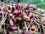 Quảng Ngãi: Mưa lớn kéo dài, người trồng hành tím thiệt hại tiền tỷ