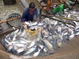 Giá cá tra thương phẩm tăng mạnh