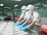 Xuất khẩu mực và bạch tuộc sang Trung Quốc tăng mạnh