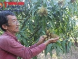 Đồng Nai: Nông dân phấp phỏng mùa trái cây Tết