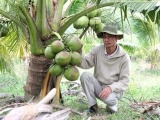 Quảng Ngãi: Trồng dừa dứa, nông dân thu nhập cả trăm triệu đồng mỗi năm