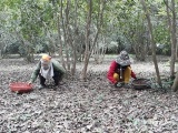 Trồng cây sở cho thu hoạch hơn 100 triệu đồng ở Quỳnh Lưu