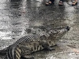 Đà Nẵng: Người dân hoảng hốt thấy cá sấu bò ngoe nguẩy giữa chợ