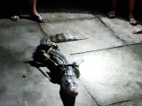 Người dân Cà Mau lo lắng vì bắt được cá sấu trong vuông tôm