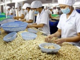 Việt Nam hỗ trợ Campuchia phát triển ngành điều
