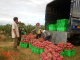 Giá thanh long Bình Thuận trái vụ giảm mạnh, nông dân lỗ nặng