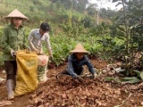 Giá dong riềng giảm mạnh, nông dân Tuyên Quang lao đao