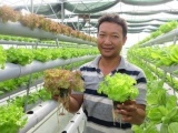 Vĩnh Long: Thu tiền triệu mỗi ngày từ trồng rau thủy canh