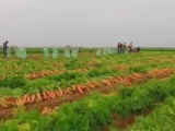 Hải Dương: Nâng cao chất lượng củ cà rốt, tìm hướng xuất khẩu sang thị trường Nhật, Mỹ