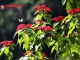 Ngắm hoa Trạng Nguyên rực đỏ tại Vườn quốc gia Xuân Sơn