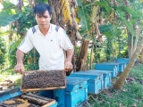 Nuôi ong mật thu lãi trăm triệu đồng