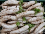 Nghệ An: Nông dân Quỳnh Lưu vào vụ thu hoạch củ cải trắng