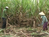 Sơn La: Hơn 8.600 hộ nông dân ký hợp đồng sản xuất mía với doanh nghiệp