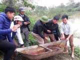 Hà Tĩnh: Người dân góp tiền mua cá chình nặng 9 kg để phóng sinh