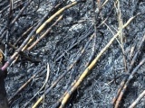 Đắk Lắk: Cháy 100 ha mía, hàng chục tỷ đồng hóa tro than