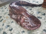 Nghệ An: Ngư dân câu được cá leo 'khủng” nặng 50kg, dài 2m