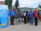 Công ty sữa Cô gái Hà Lan trao tặng 80 con bò cho nông dân nghèo tỉnh Lâm Đồng