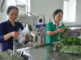 Hà Nội: Tập trung phát huy các chuỗi cung ứng rau, thịt an toàn trong dịp tết