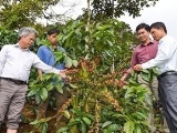 Kon Tum: Cà phê xứ lạnh được mùa, năng suất cao