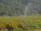 Ninh Bình: Địa phương đầu tiên trồng cây thuốc đinh lăng theo tiêu chuẩn GACP