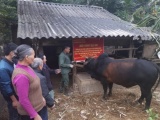Lạng Sơn: Hiệu quả từ mô hình vỗ béo bò thịt
