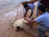 Cứu kịp rùa 'khủng' 120kg khi sắp bị làm thịt