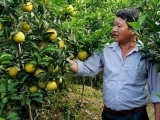 Hưng Yên hình thành vùng trồng cam theo tiêu chuẩn VietGap
