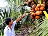 Trồng dừa Mã Lai thu 30 triệu/tháng vào mùa nóng