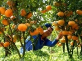 Giá trái cây tại vùng Đồng Tháp Mười tăng mạnh