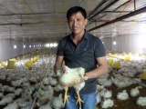 Thu lãi tiền tỷ nhờ nuôi gà theo công nghệ khép kín