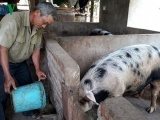 Lão nông Khơ Mú nuôi lợn thu nhập 150 triệu đồng mỗi năm