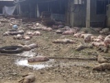 Đắk Nông: Chập điện trong trang trại, 1.200 con lợn chết ngạt