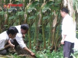Hà Giang: Hướng tới là vùng sản xuất chủ đạo các loài cây dược liệu