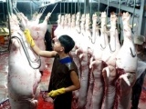 Hà Nội: Tích cực kiểm soát chặt các cơ sở giết mổ gia súc, gia cầm