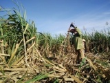 Giá mía thấp, nông dân Gia Lai đứng trước nguy cơ thất thu