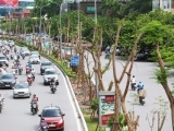 Xâm hại cây xanh đô thị có thể bị phạt tới 30 triệu đồng