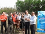 Cô gái Hà Lan trao tặng 40 con bò cho nông dân nghèo tỉnh Tây Ninh