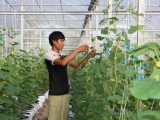 Du học Israel, thanh niên 9X về quê trồng dưa lưới