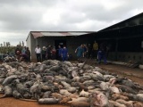 Đắk Nông: Chập điện, hơn 1.200 con lợn của dân chết cháy