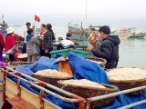 Hà Tĩnh: Nhiều ngư dân trúng đậm cá cơm và tép moi