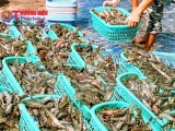 Kế hoạch hành động quốc gia phát triển ngành tôm Việt Nam