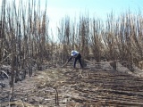 Mía cháy, nông dân Gia Lai thiệt hại nặng nề