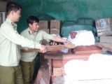 Quảng Nam: Phát hiện xe tải chở gần 1,8 tấn gỗ hương, gỗ trắc không rõ nguồn gốc